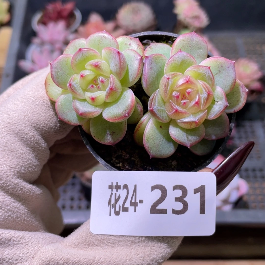 花利美24-231新品珍妮
