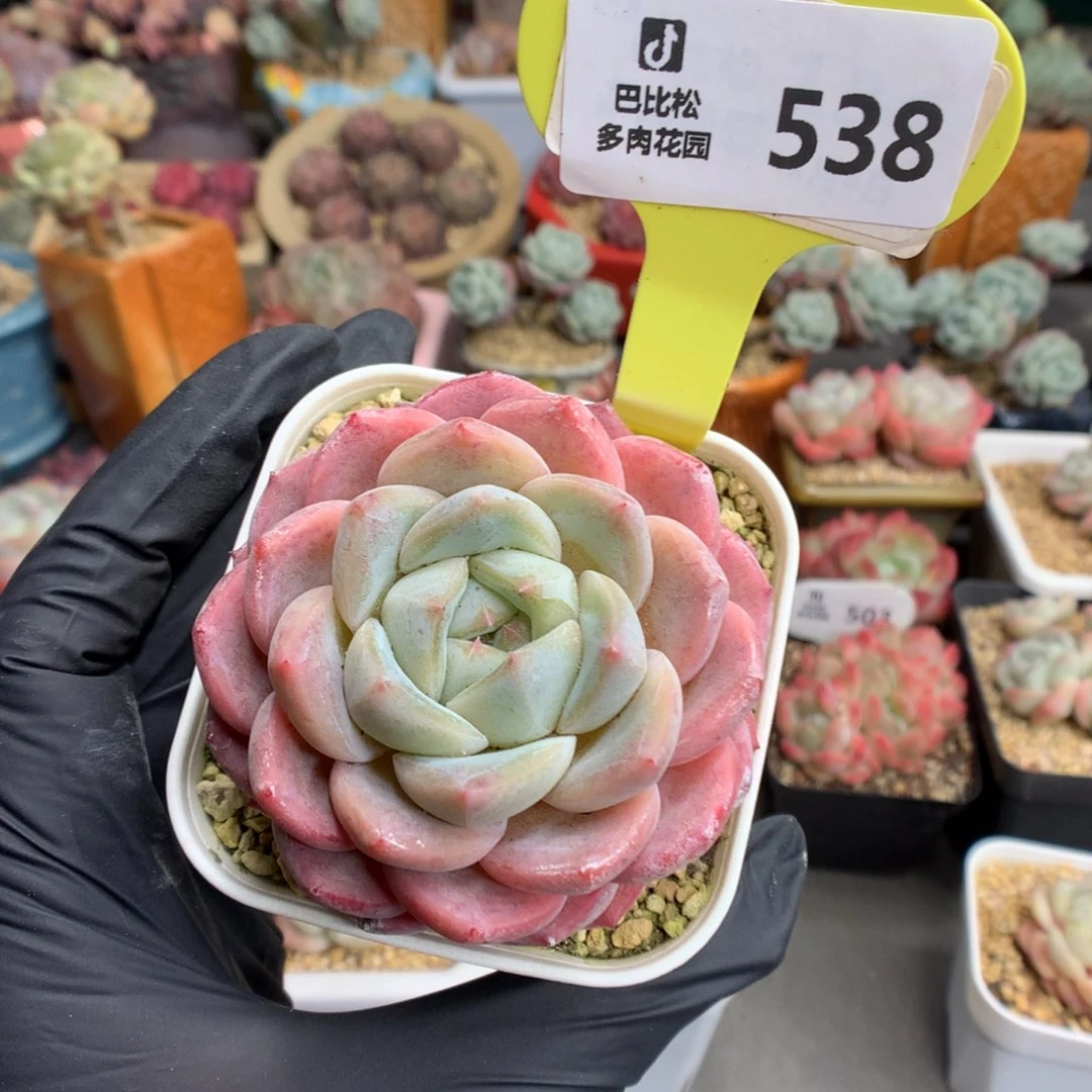 538 糖心b06多肉