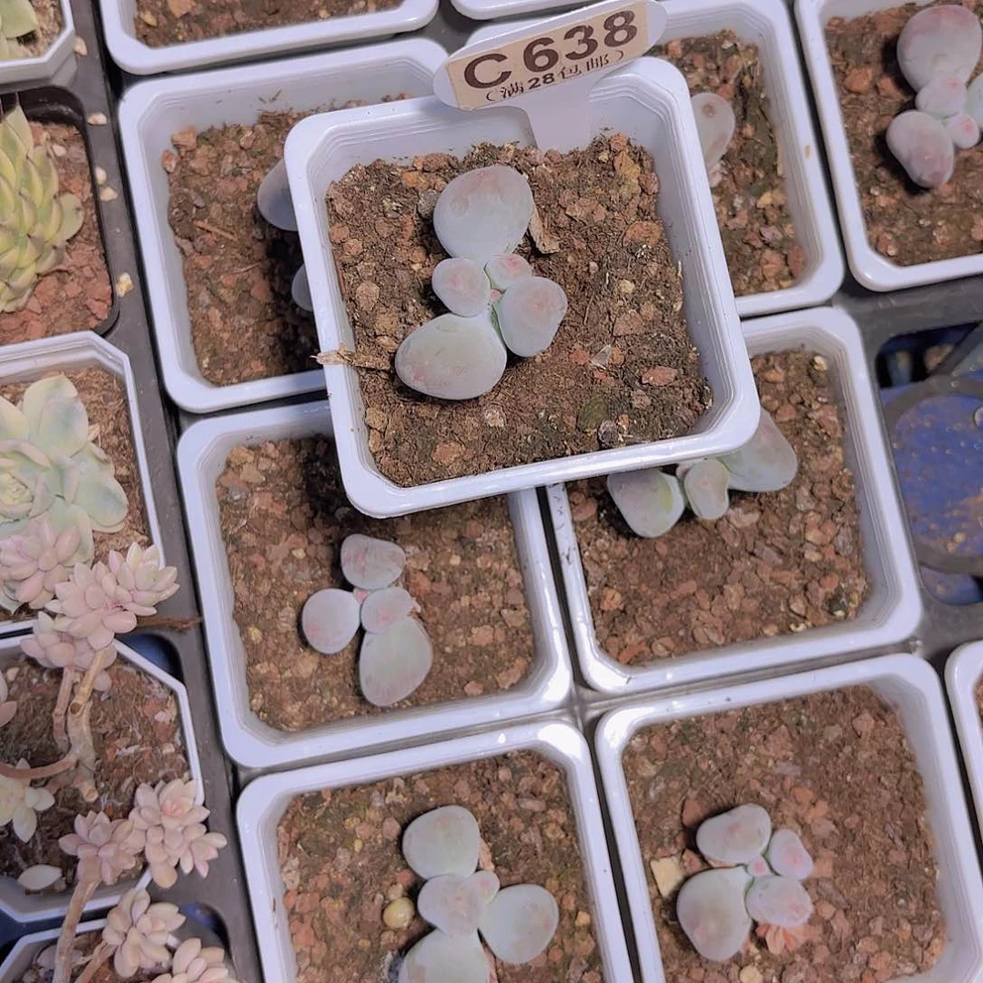 C638Mike奶一物一拍