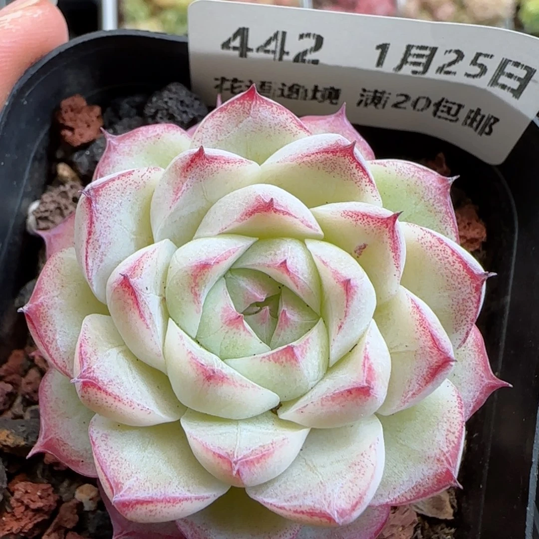 花语逸镜0125-442