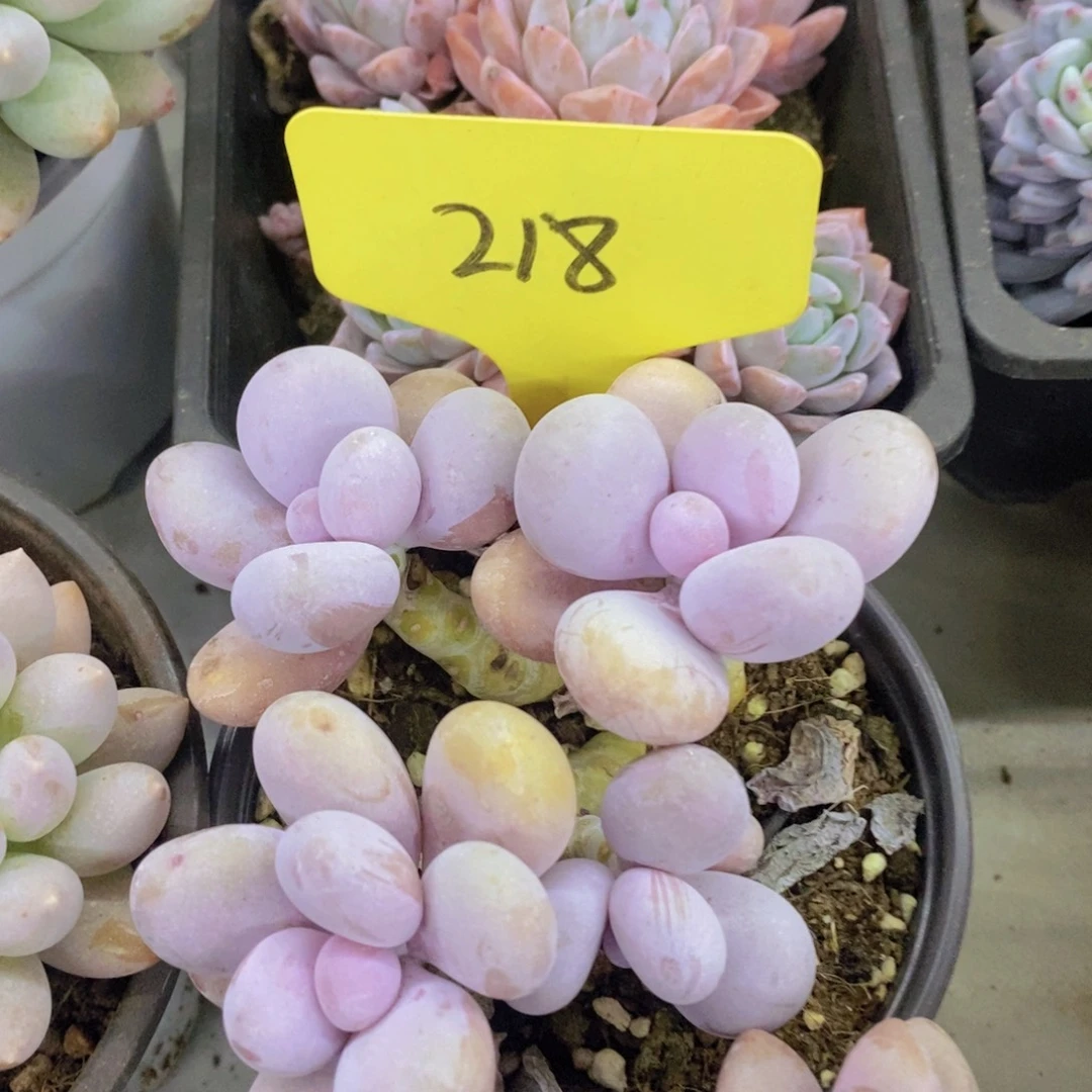 开心多肉，一物一拍，一单包邮，满5给1