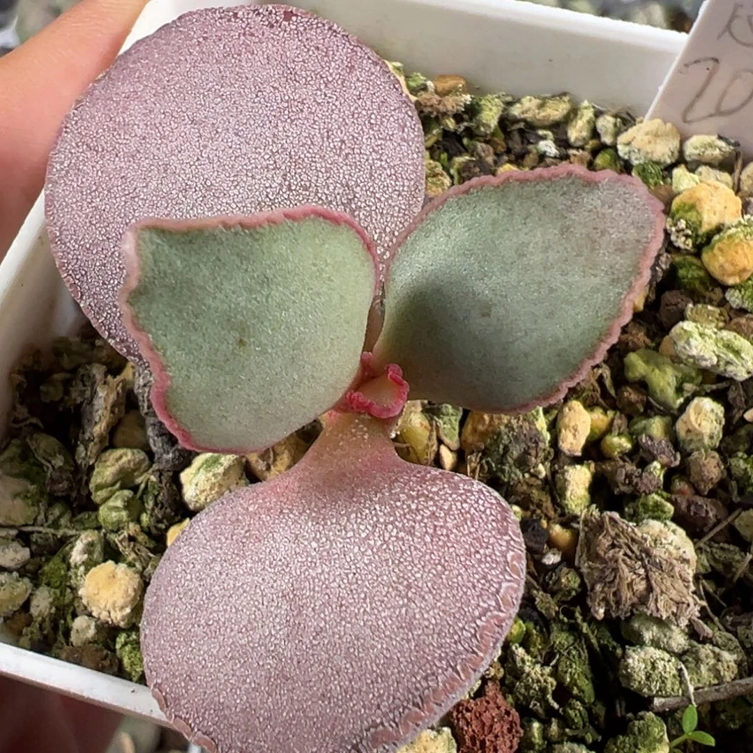 w带桩情人心多肉植物水泡