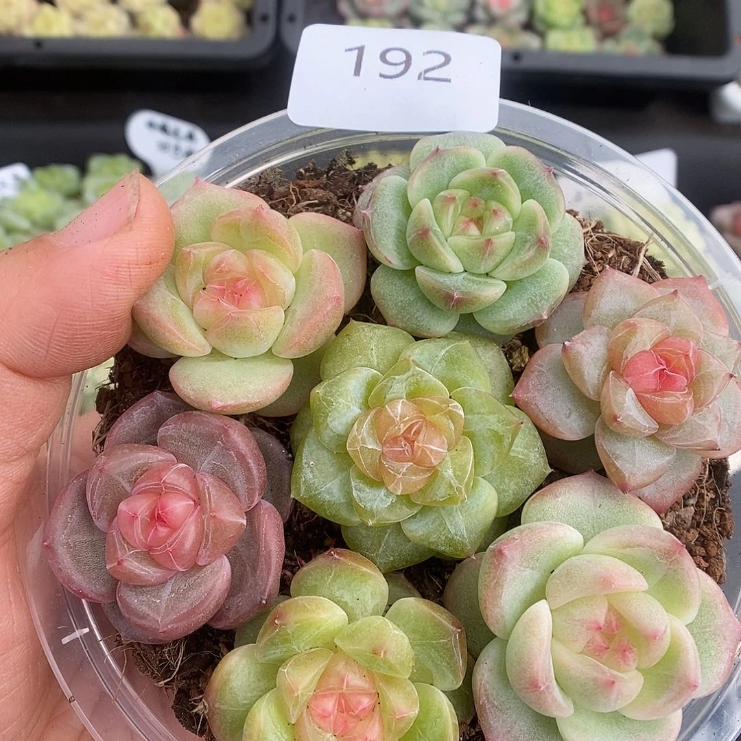 一物一拍一物一拍925-192