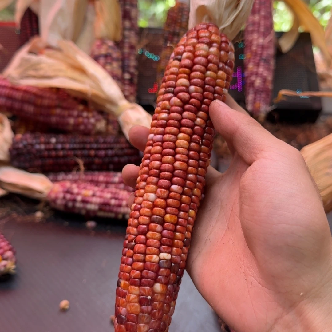 米***夏吊坠柏香籽/百香籽