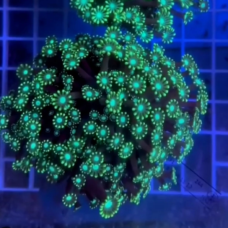 印尼荧光流星茉莉海葵珊瑚海缸海水鱼缸茉莉新手易养小花养定发