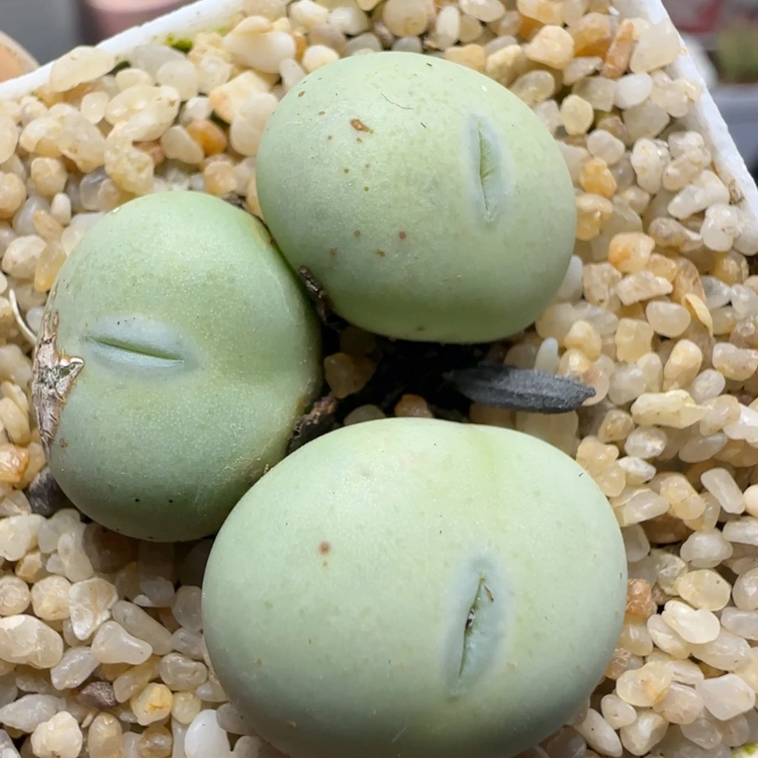 2.1号多肉白花大G30号