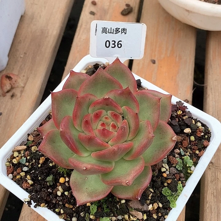 英***@D036-直播福利 彩色吉拉姆有伤福利