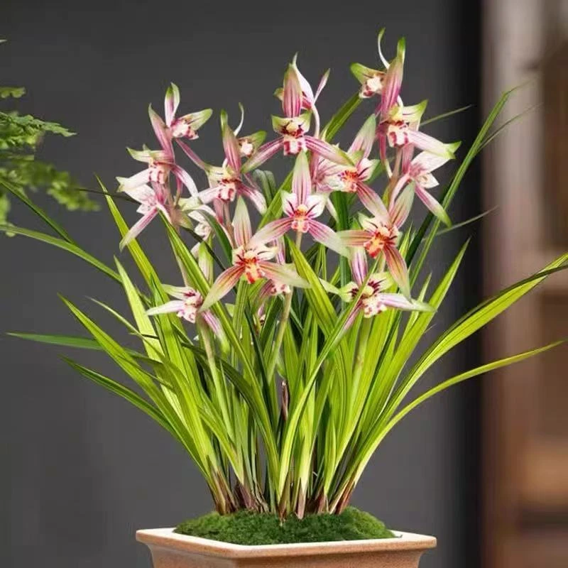 建兰【红贵妃】5花剑起 浓香金边线艺好养室内花卉盆栽
