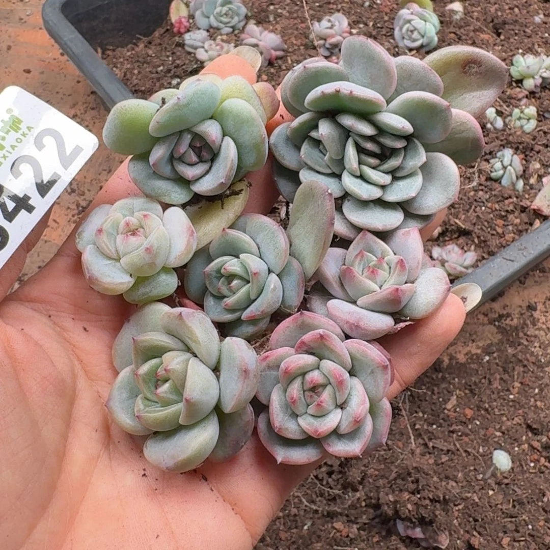 多肉植物多肉植物