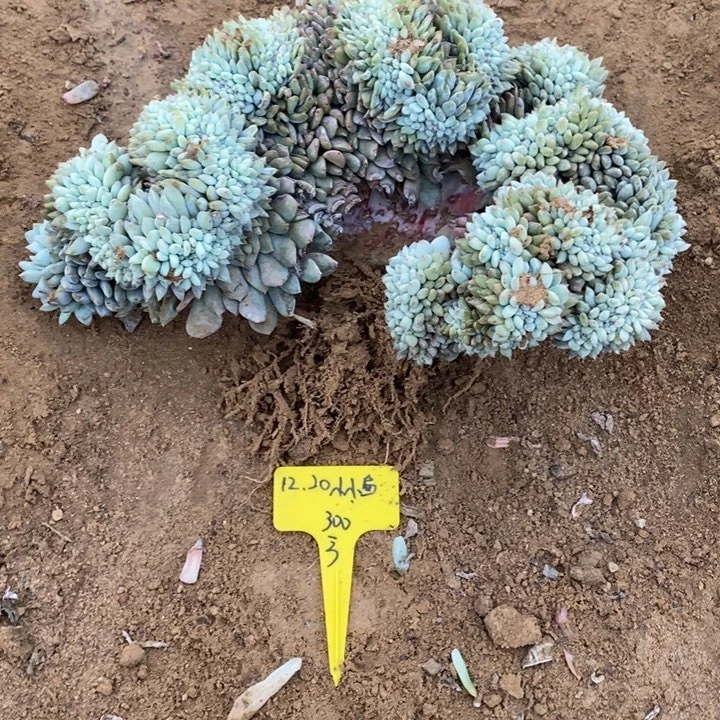 福多多花卉园艺星影