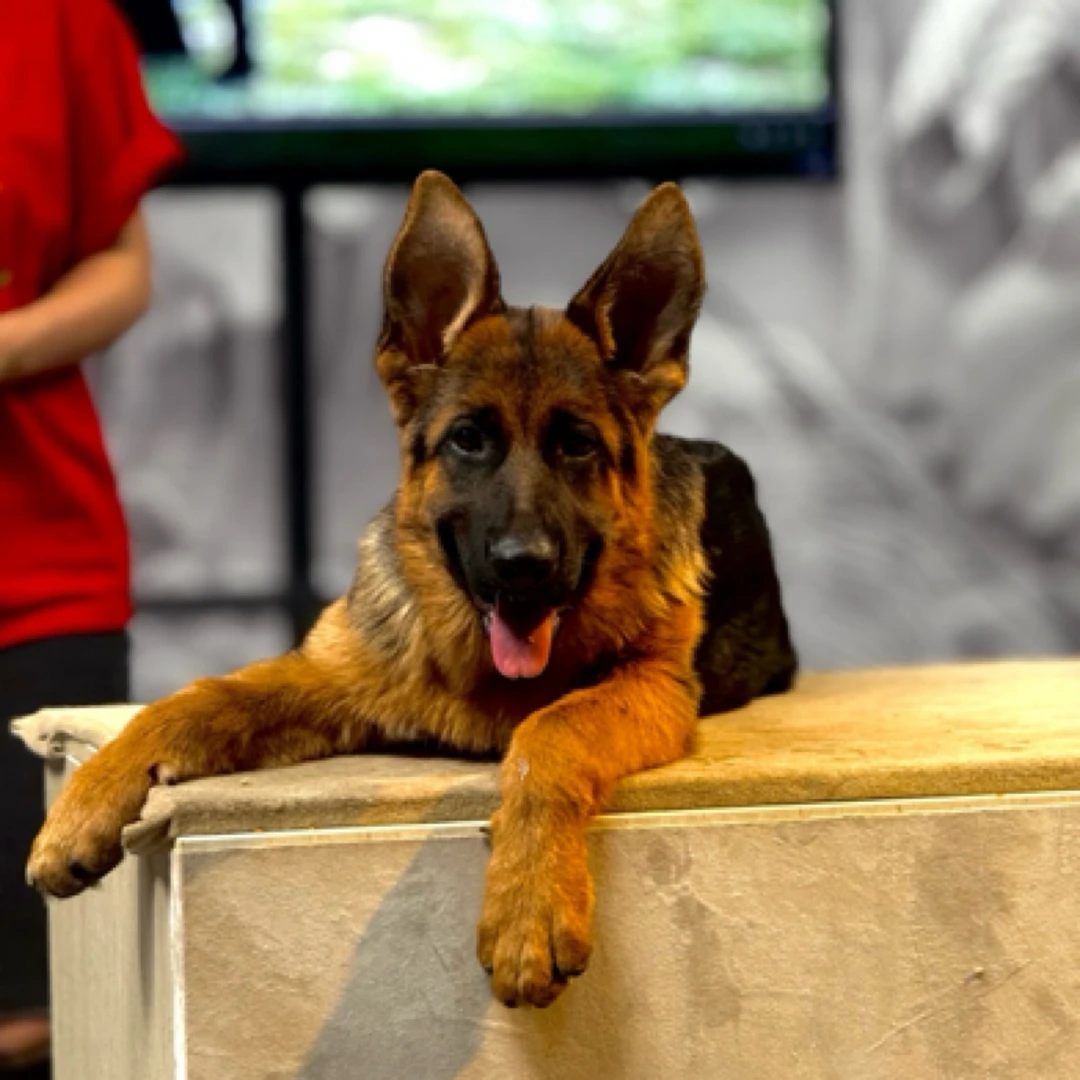 【西德甄选】西德牧羊犬塔罗幼犬母  塔巴塔