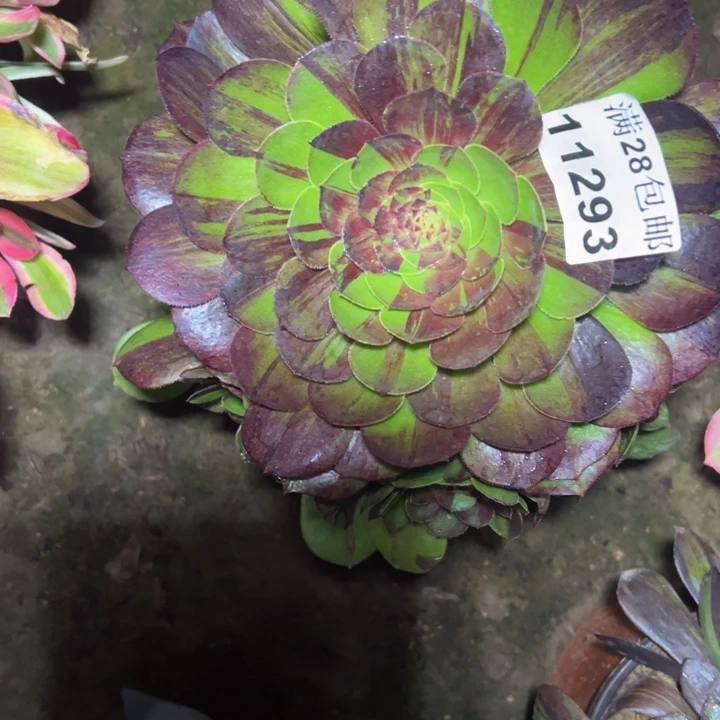 11293花月夜多肉植物