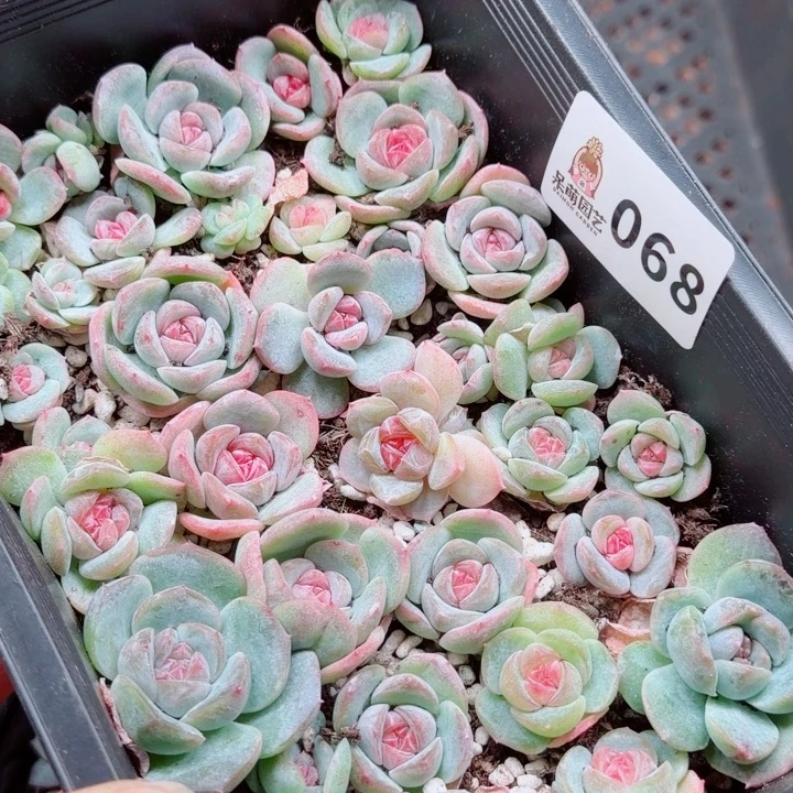 浅***浅多肉植物多肉植物