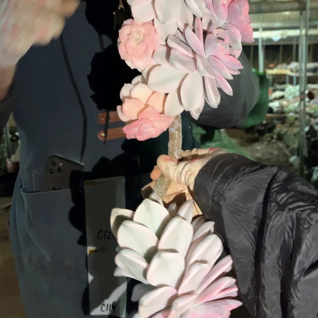 永*多肉植物紫乐景C119