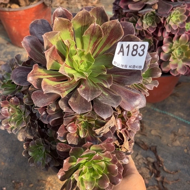 欧若拉多肉植物183.