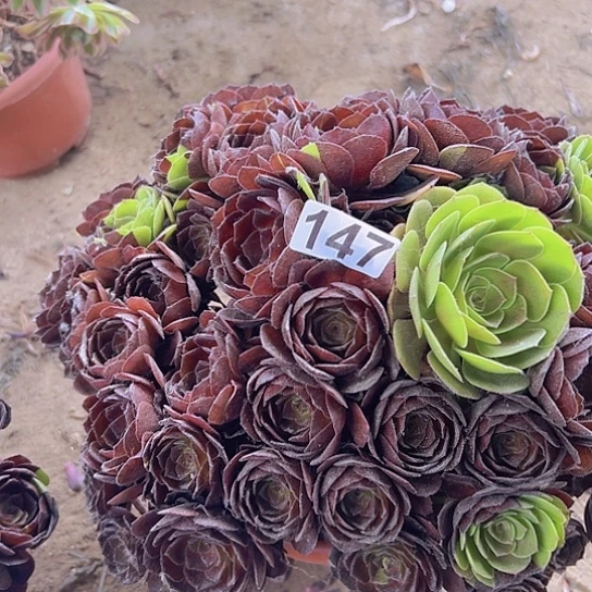 第***间多肉植物一个法师