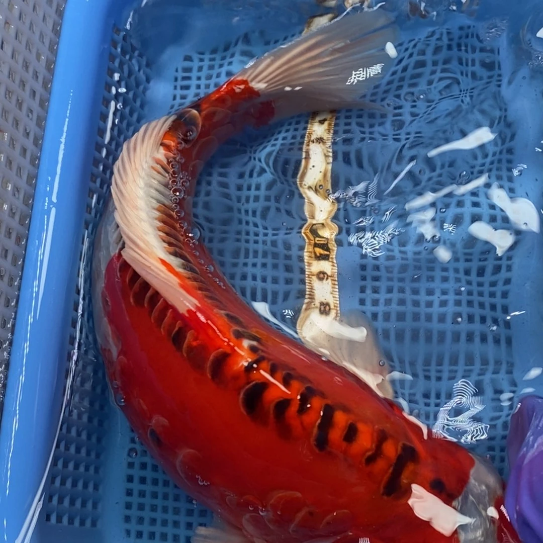 锦鲤冷水锦鲤包邮