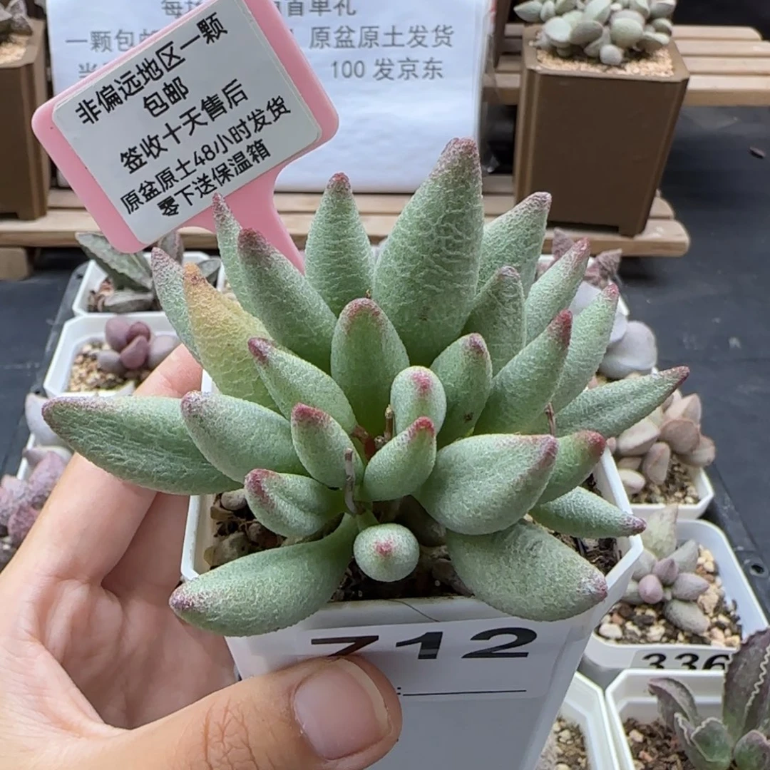 712大红嘴多肉植物