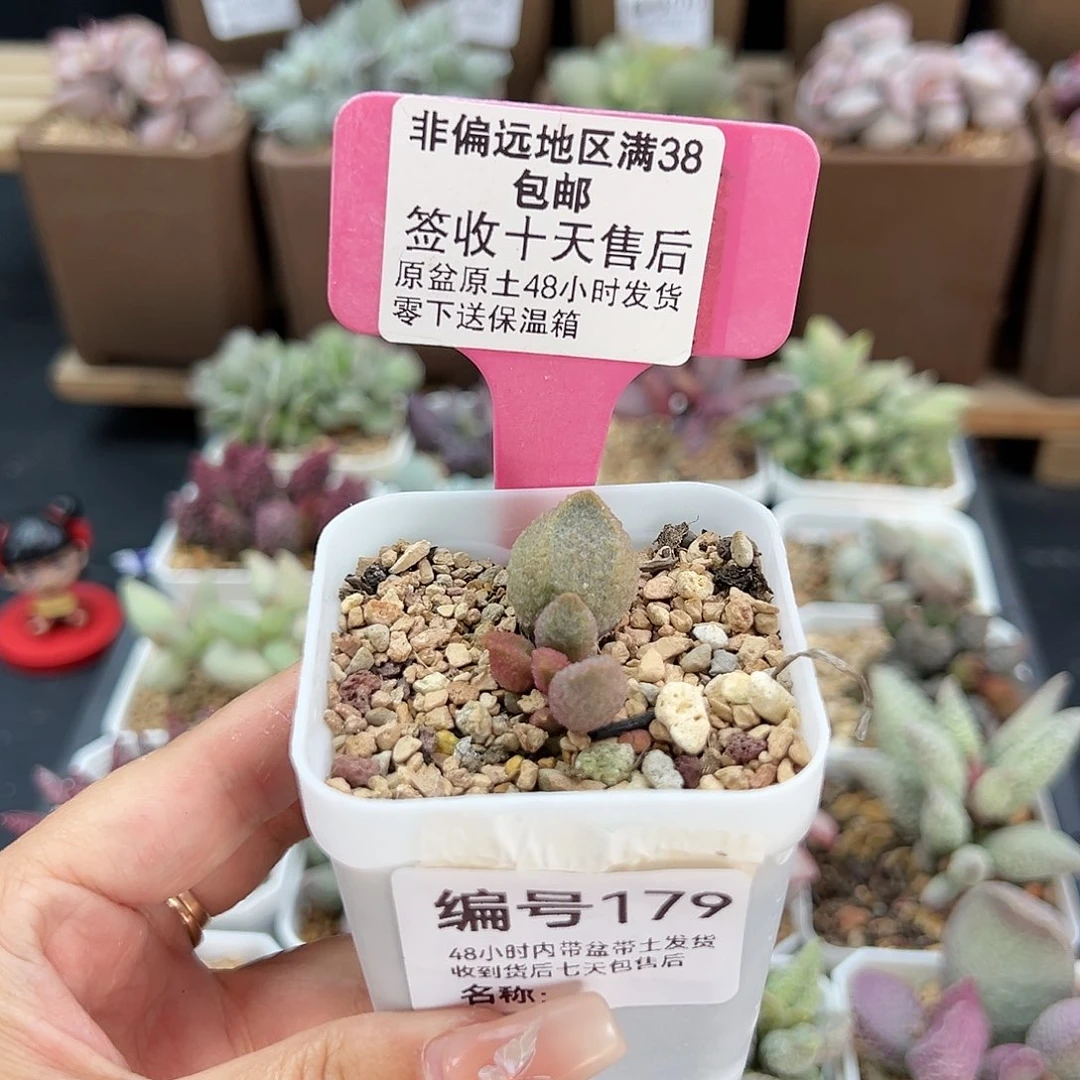 ?**?179暗恋多肉植物