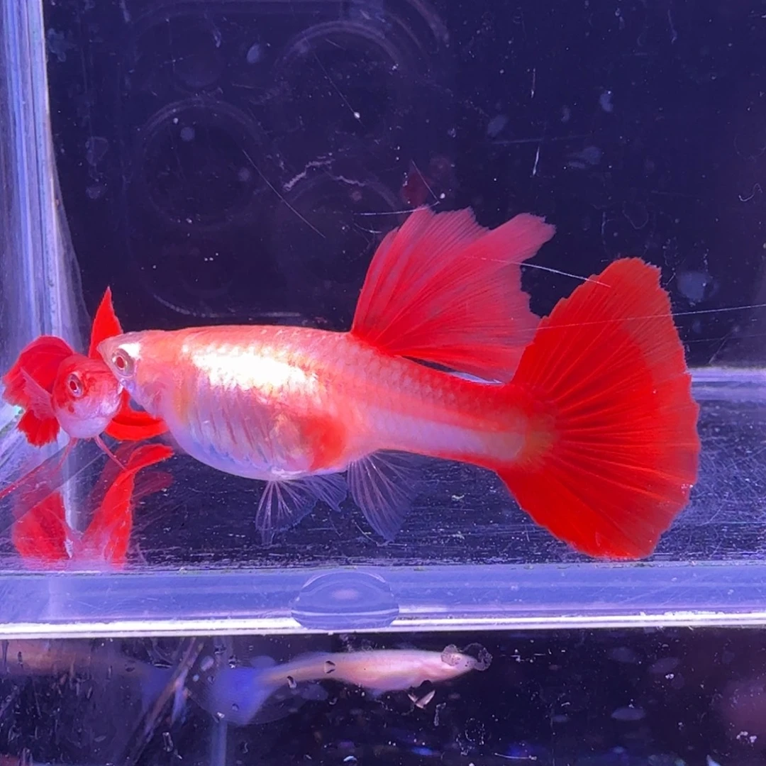 孔雀鱼大背血红1对