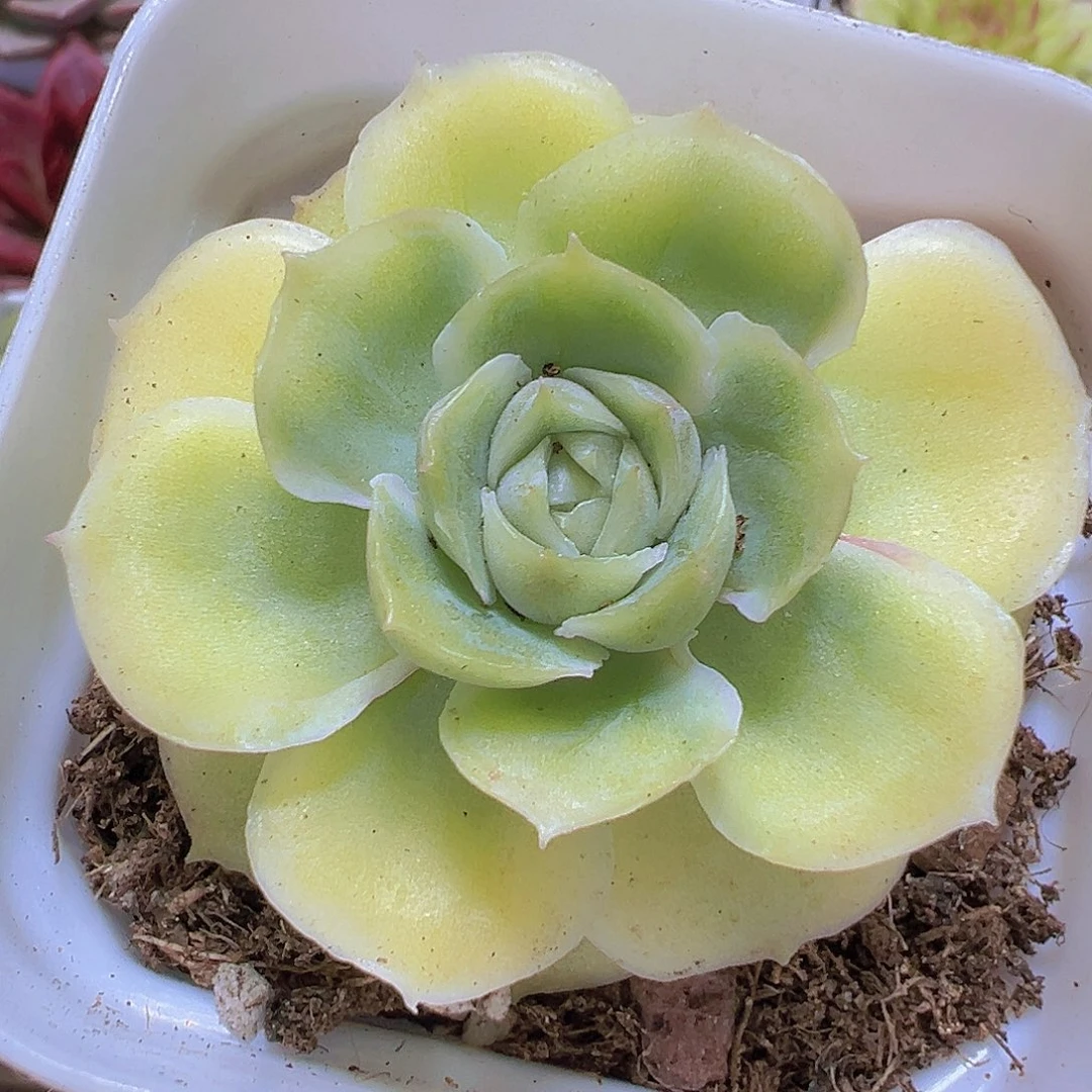 虾饺19包邮多肉植物