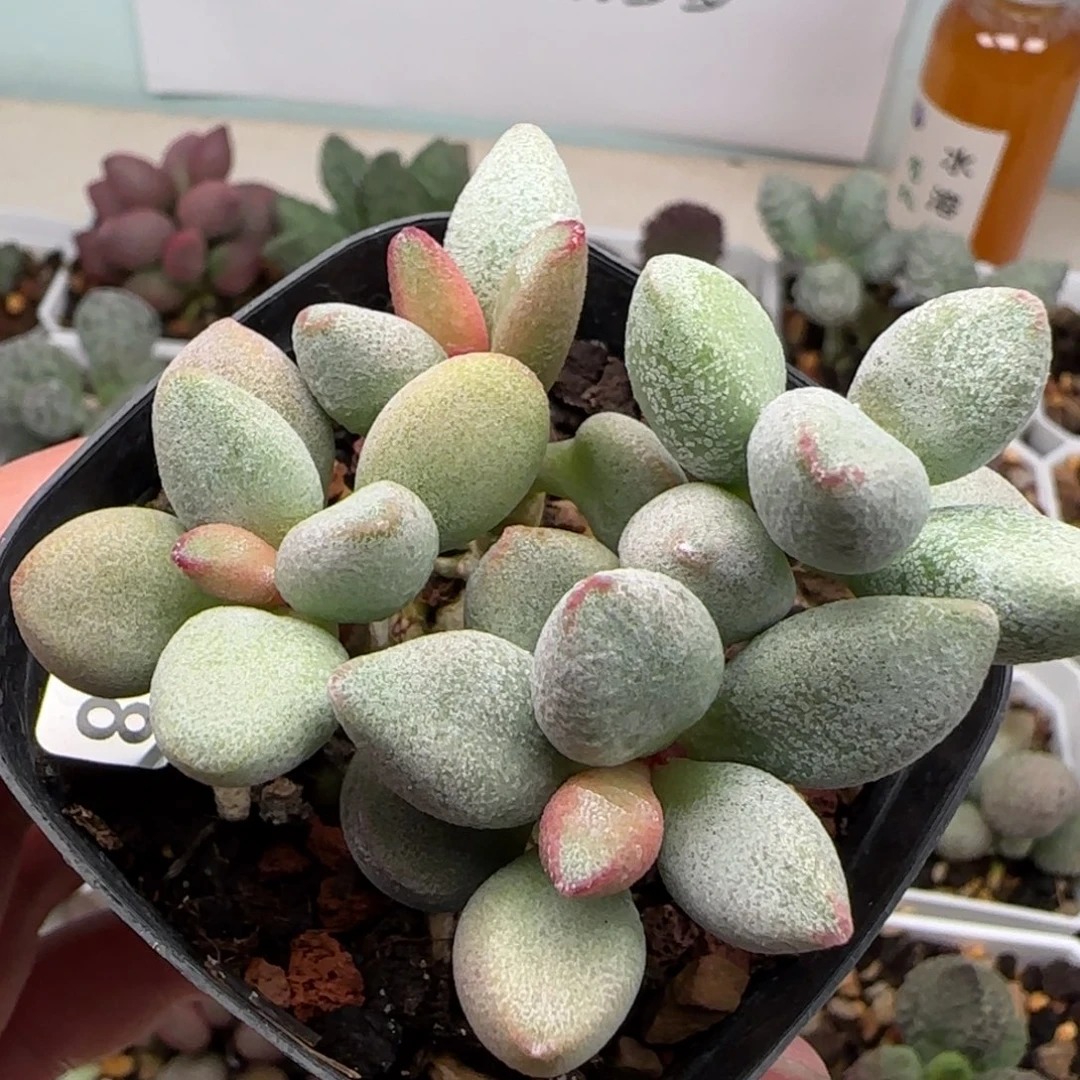 白糖豆水泡多肉植物