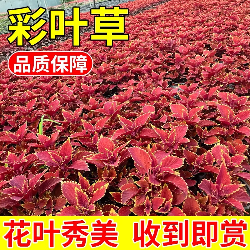 【到手三盆】彩叶草红叶花四季观叶植物室外耐热绿植盆栽庭院阳台