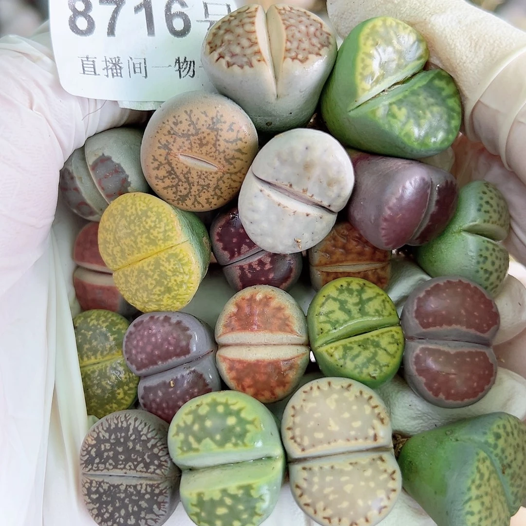 8716 好养易活生石花大母本20个