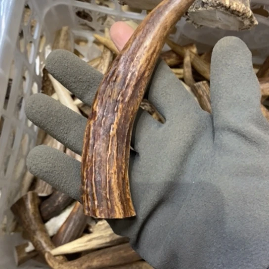 北***丰银S925鹿鹿。