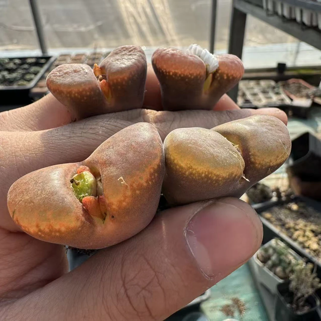 56多肉植物肉锥血麒麟一颗