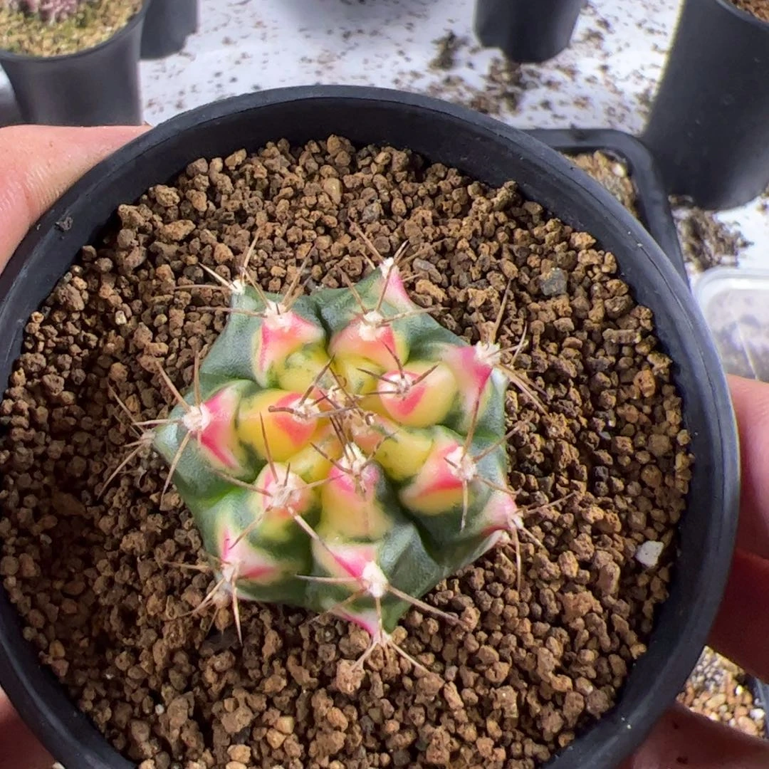 芷***涵当前无花栽培后可以开花494
