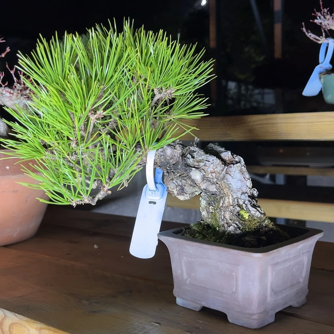 无花朵黑松超老黑松进口品种