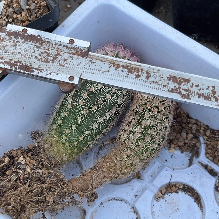 处理两个虾鹅灯鹿角柱