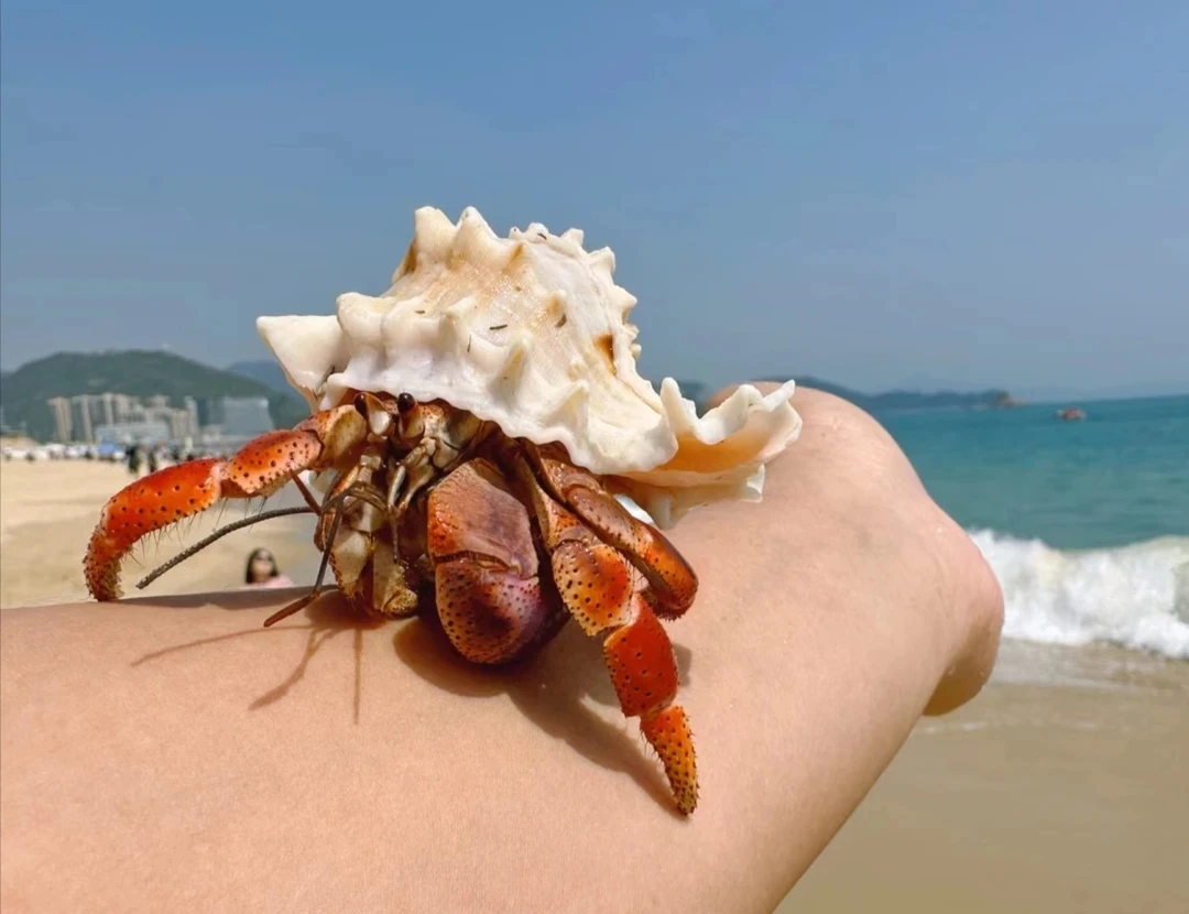 萌宠陆生寄居蟹好养活懒人宠物活体不接受退换货开箱视频售后