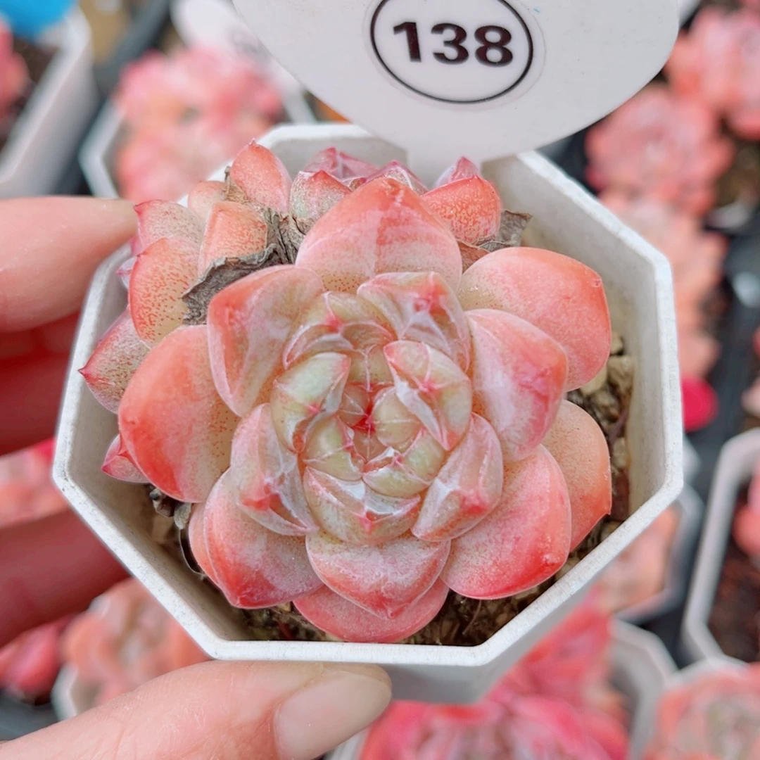 138号小老桩糖心群