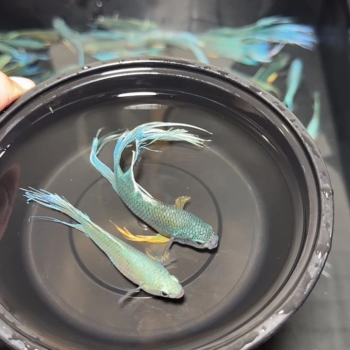 斗鱼直播间对图无纹蓝13