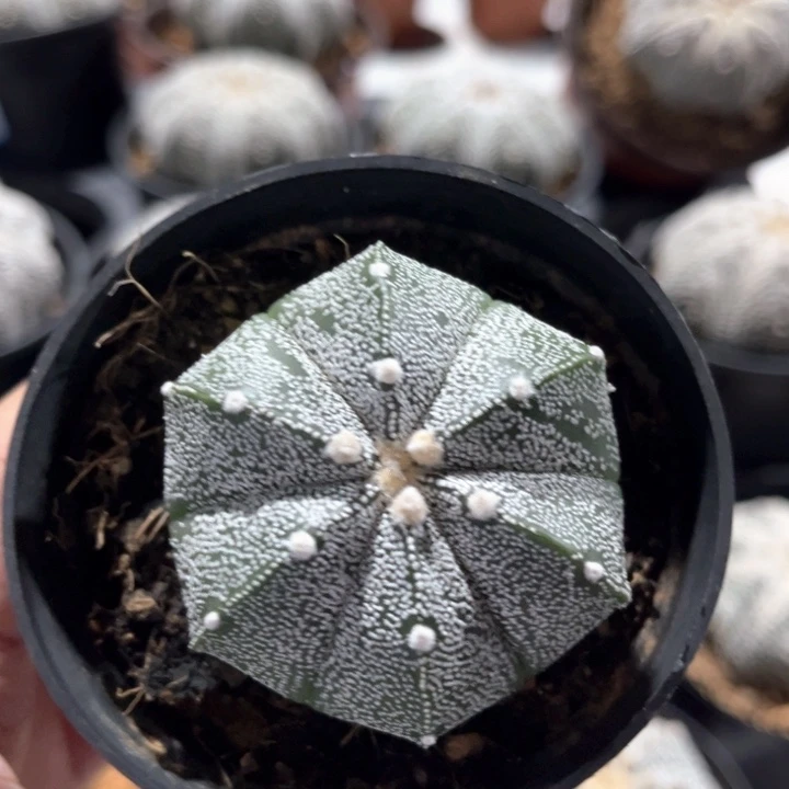 鸾一物一拍实生带盆5