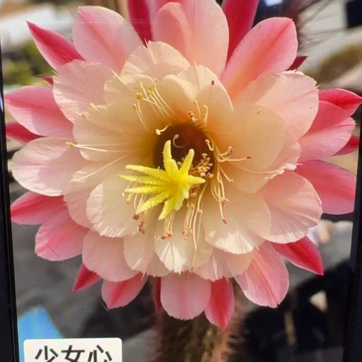 7金妞少女心歪6公分左右无根侧牙，20包邮