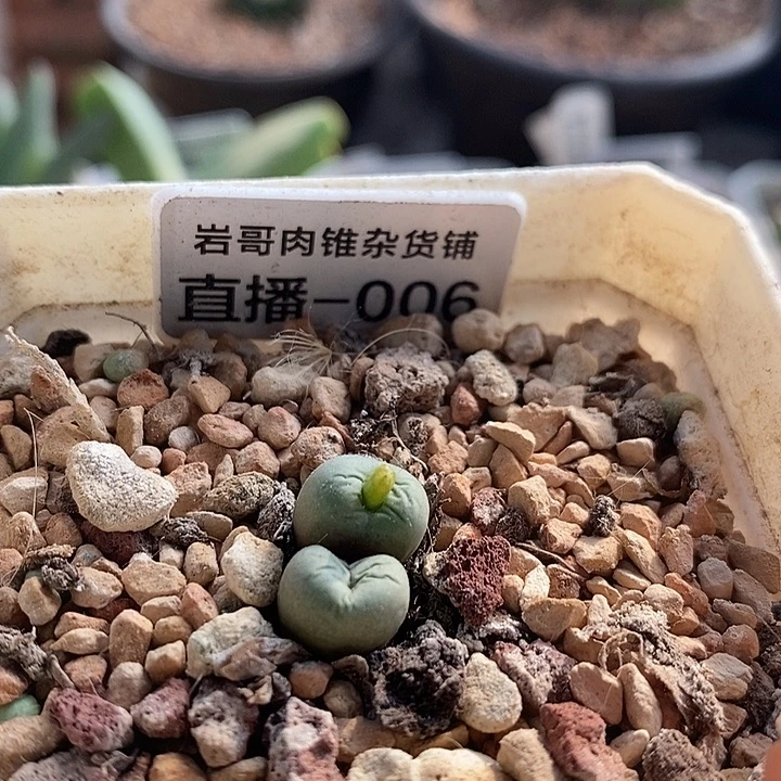 匈牙利种源Bit嘴双头