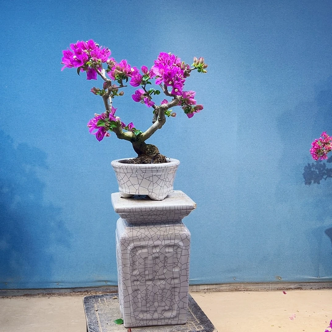 一***光无花朵小叶紫三角梅盆景