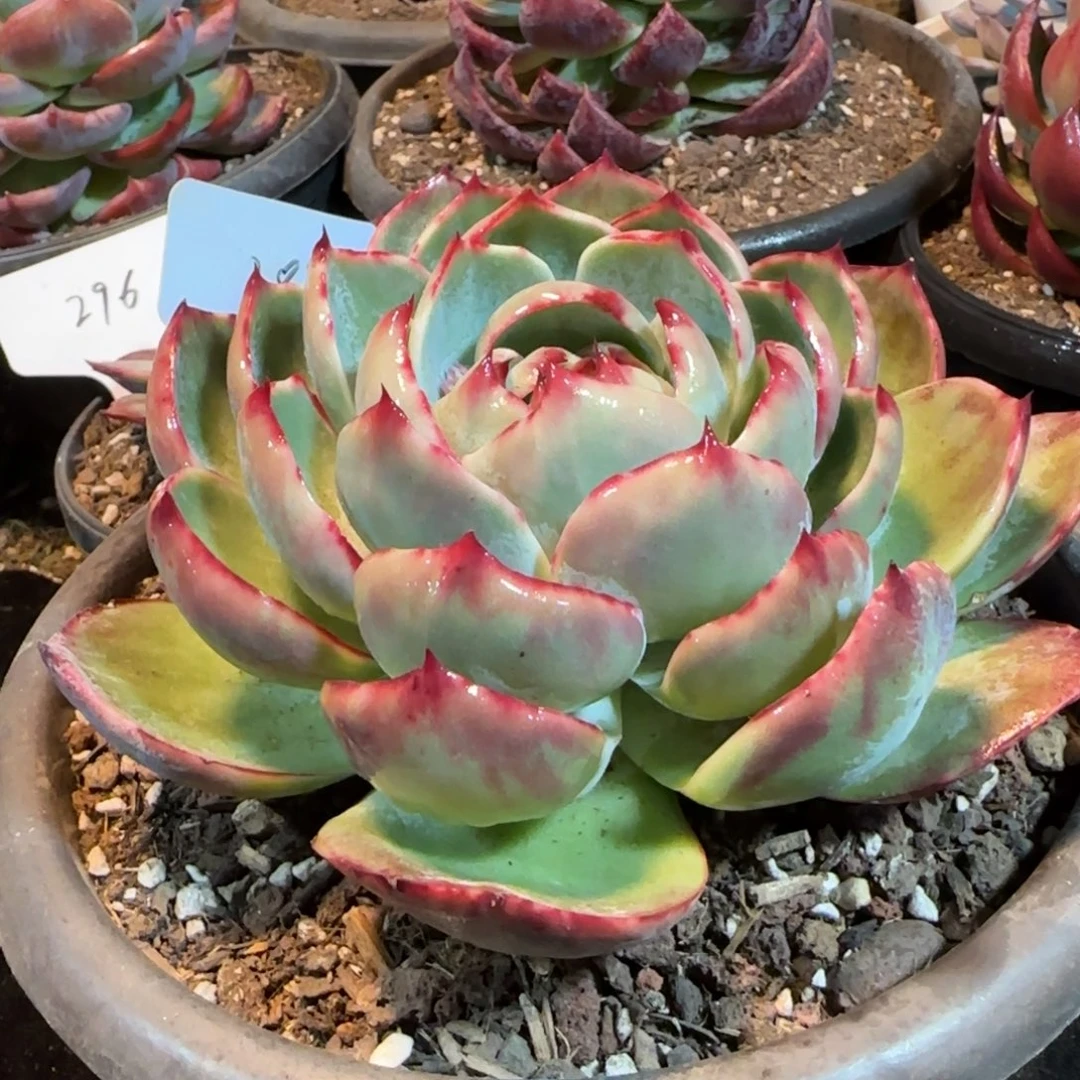 叠叶惊鸿一物一拍包装收缩花旱289