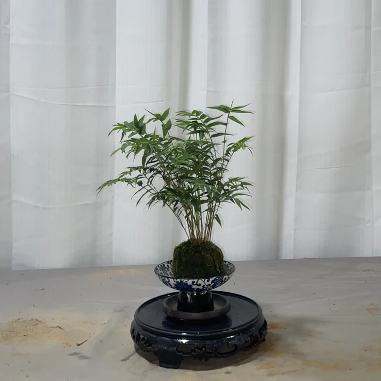 苔藓球水培小叶桌面精品米竹室内外盆栽四季常青美观好养易活