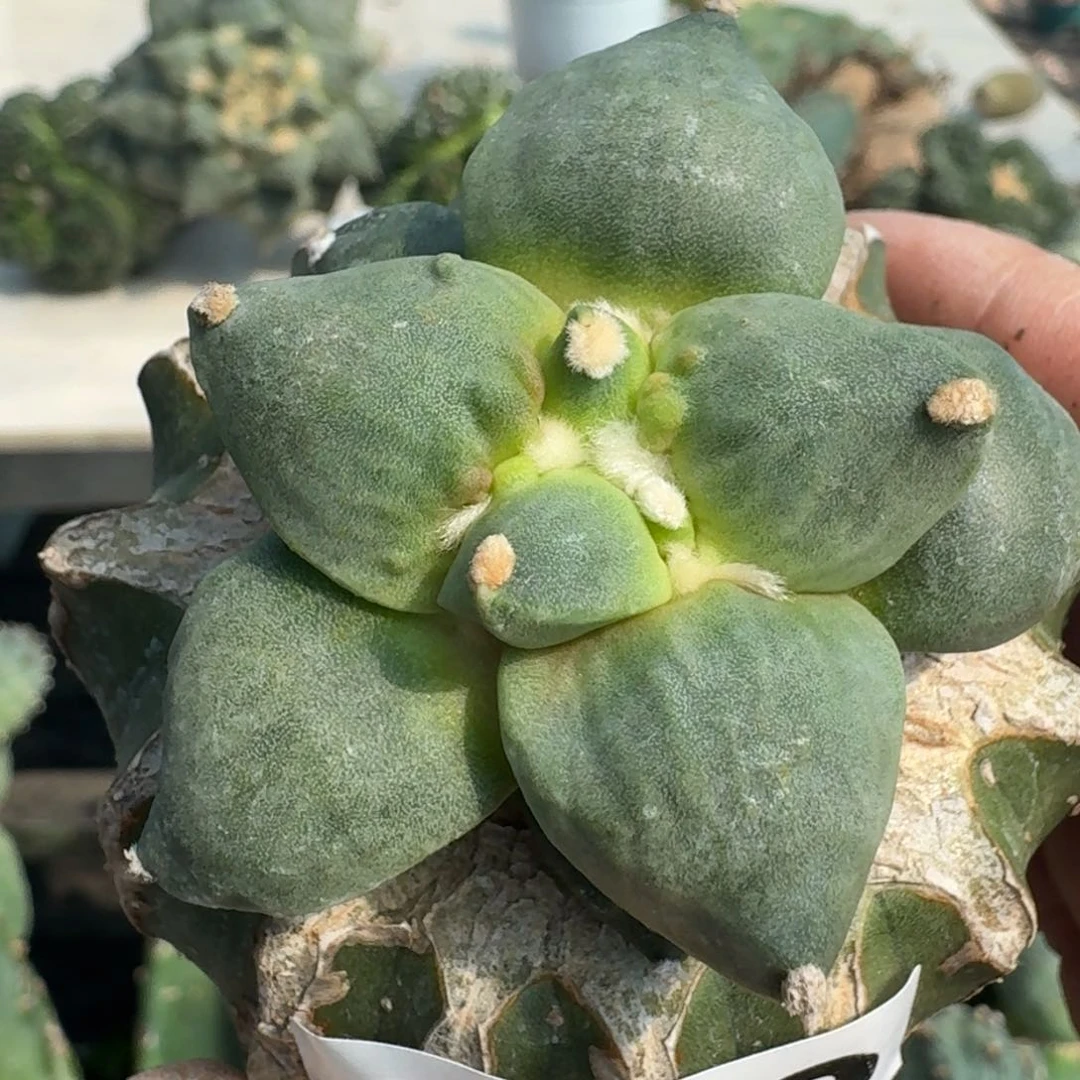 【闪购商品】无花朵七*怒涛363