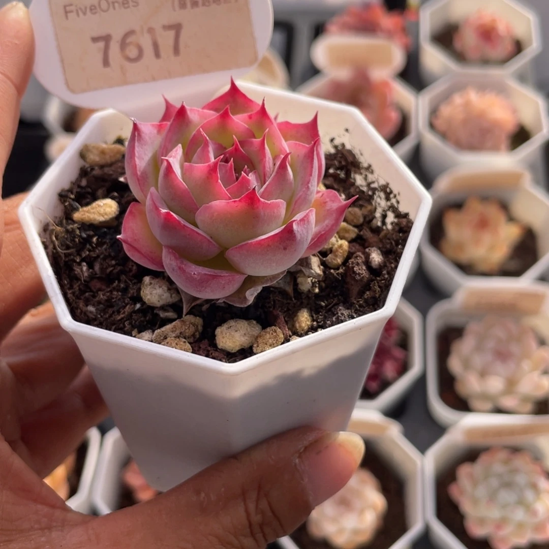 孤星7617-4.0厘米