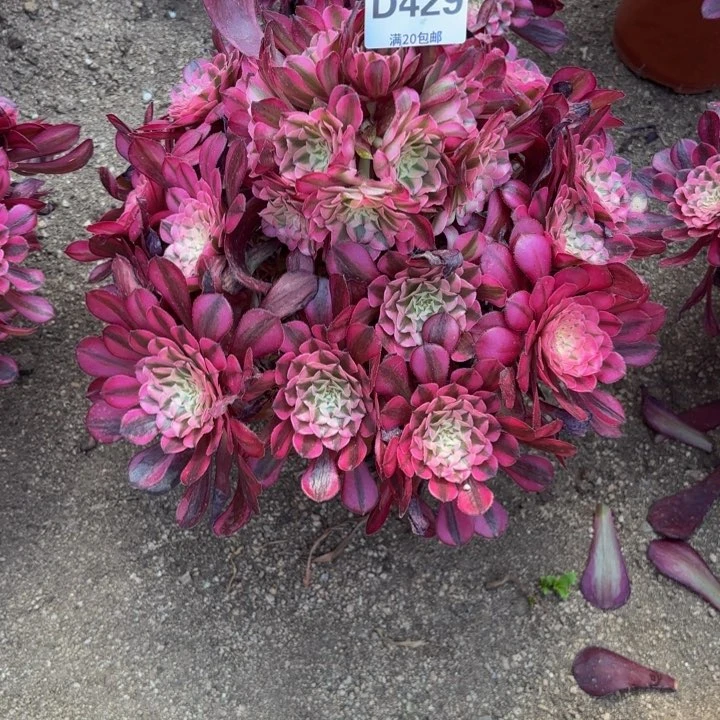 瑞妈多肉植物429