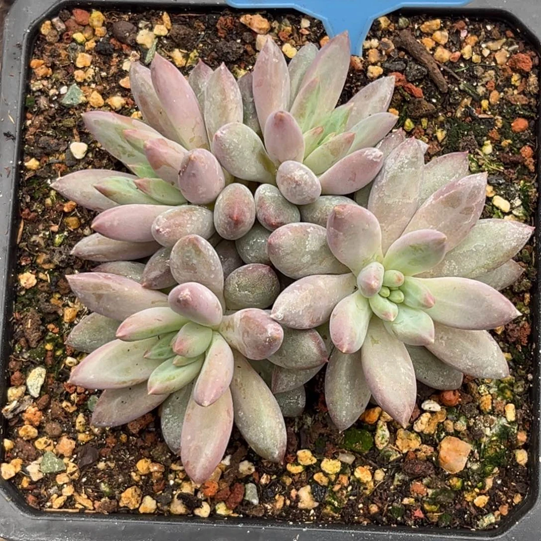 多肉植物虞美人013