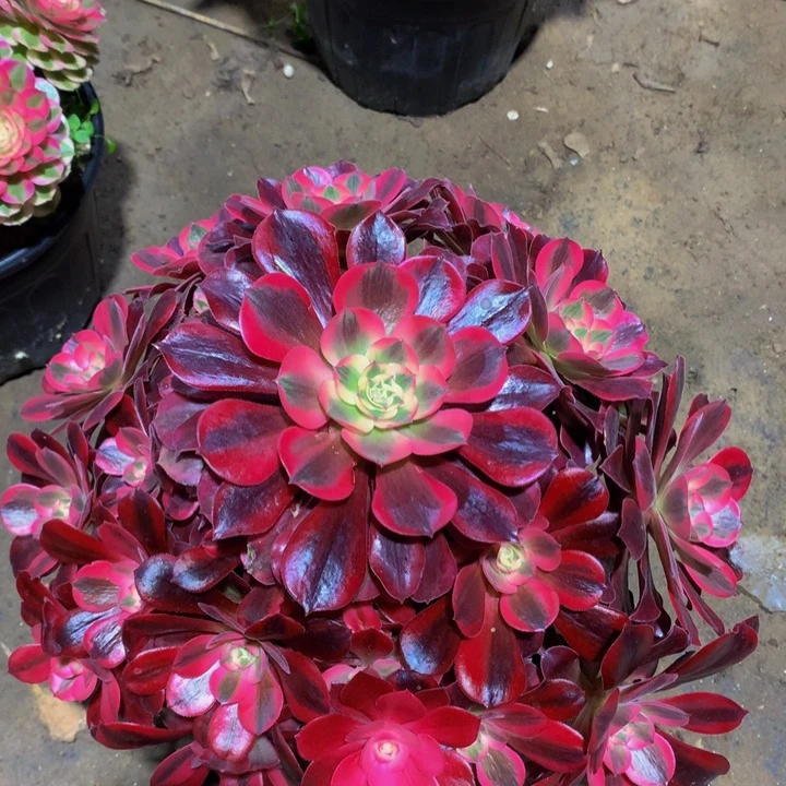 无花朵美杜莎0000000000