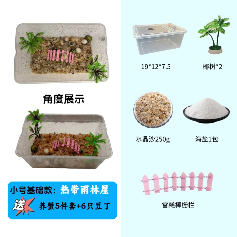 小号基础款寄居蟹新手套盒 热带小雨林 小豆丁6只包活4只