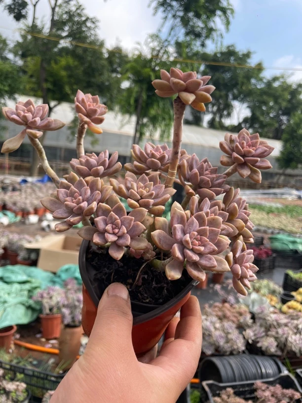 小号阿伦培  金金精品多肉植物