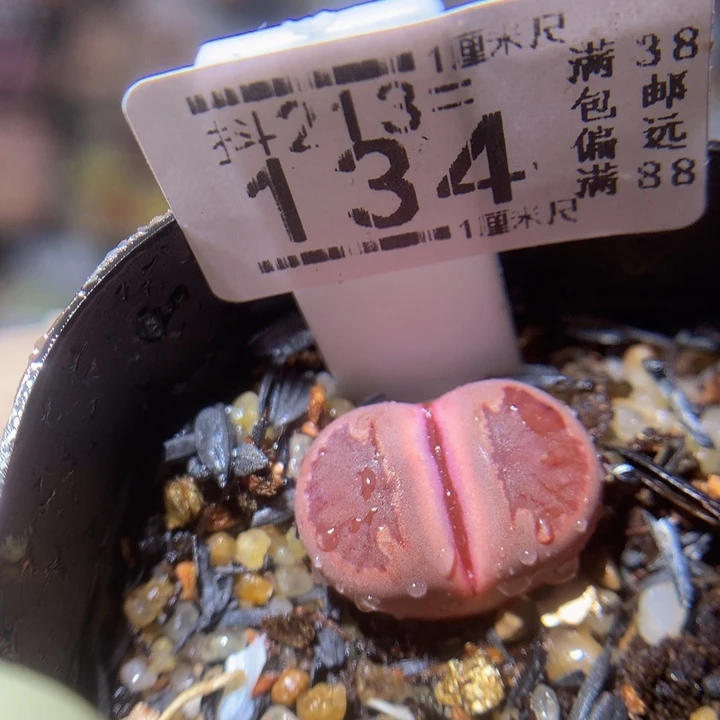 精品生石花213.134